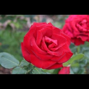 Meet your Posher, Adam